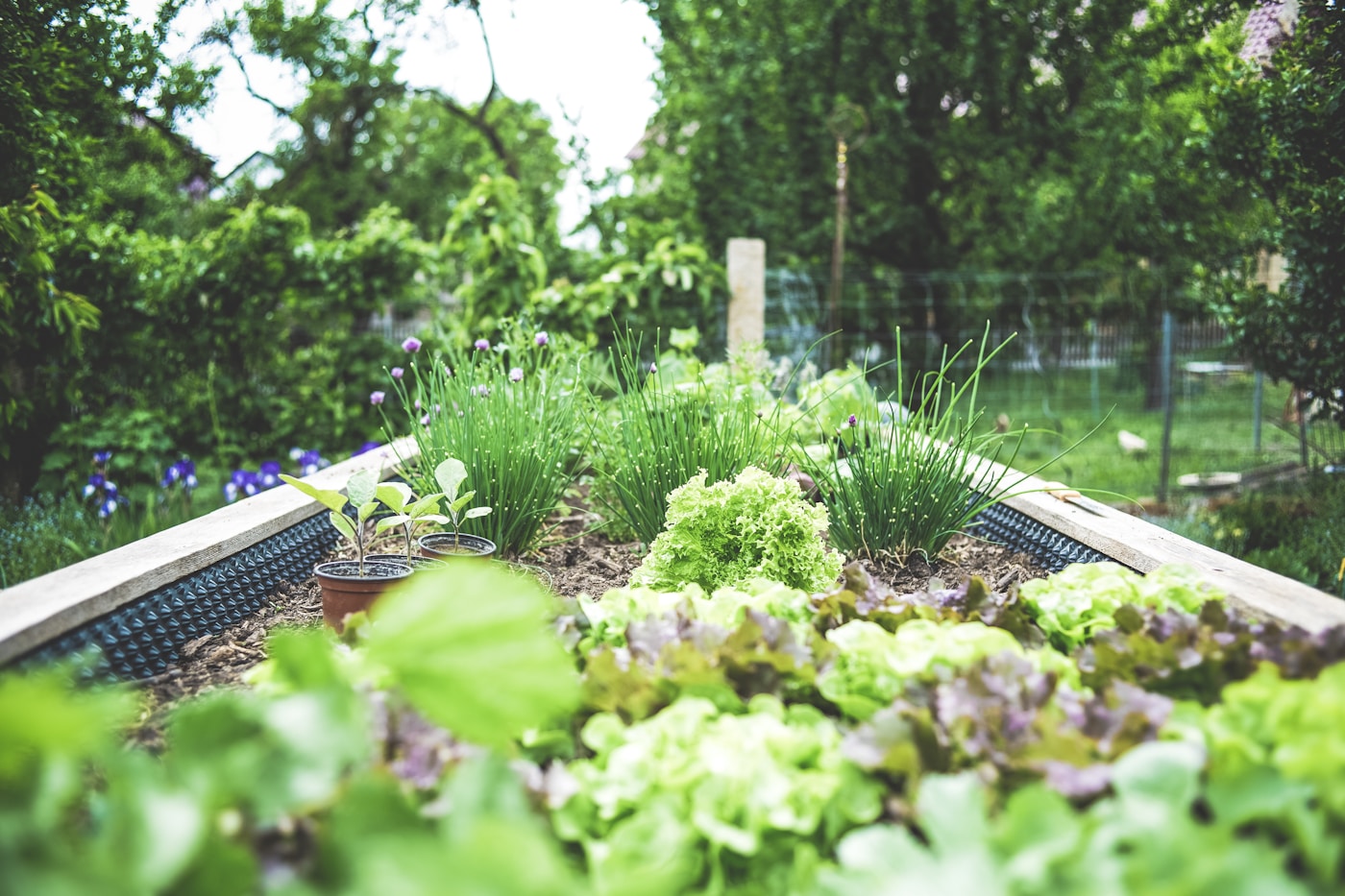 urban_farming